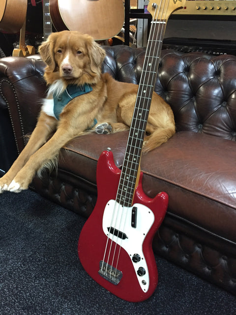 Fender Musicmaster Bass Dakota Red 1971